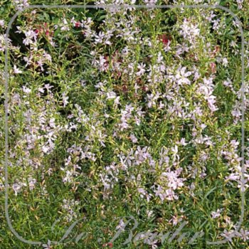 Lythrum virgatum 'White Swirl'