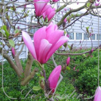 Magnolia 'Galaxy'