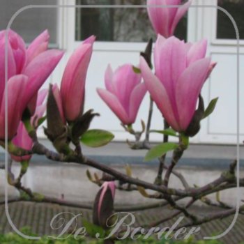 Magnolia 'Galaxy'