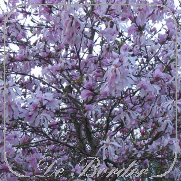 magnolia-loebneri-leonard-messel-000 Magnolia loebneri 'Leonard Messel'
