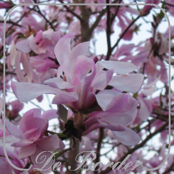 magnolia-loebneri-leonard-messel-142 Magnolia loebneri 'Leonard Messel'