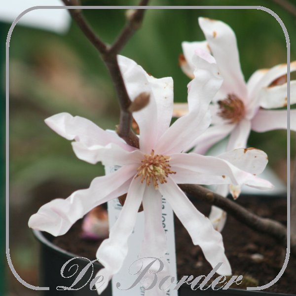 Magnolia loebneri 'Leonard Messel'