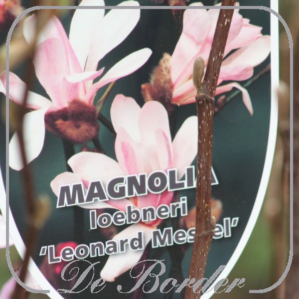 magnolia-loebneri-leonard-messel-473 Magnolia loebneri 'Leonard Messel'
