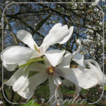 Magnolia loebneri 'Merrill'