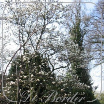 Magnolia loebneri 'Merrill'