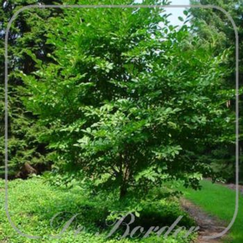 Magnolia loebneri 'Merrill'