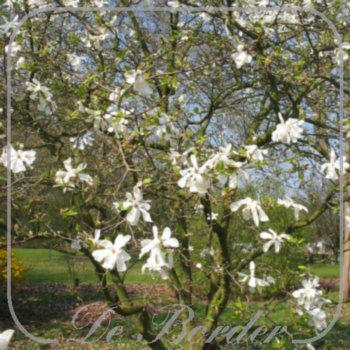 Magnolia loebneri 'Merrill'