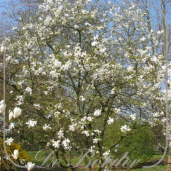 Magnolia loebneri 'Merrill'