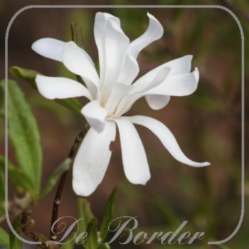 Magnolia stellata 'Royal Star'