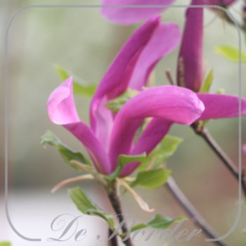 magnolia-susan-180-cm-stam-c12-391 Magnolia 'Susan'