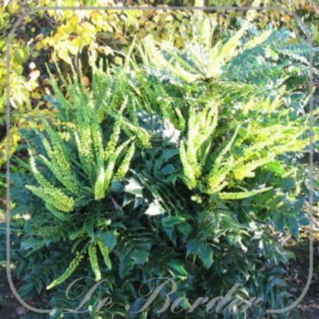 mahonia-media-winter-sun-232 Mahonia media 'Winter Sun'