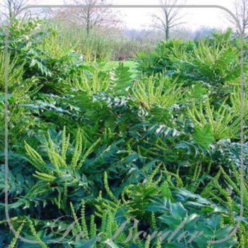 mahonia-media-winter-sun-337 Mahonia media 'Winter Sun'