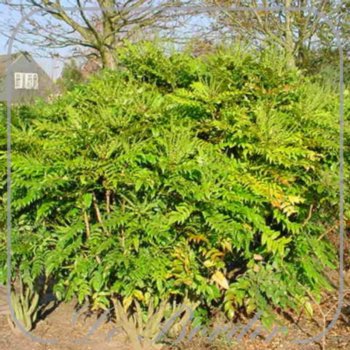 mahonia-media-winter-sun-378 Mahonia media 'Winter Sun'
