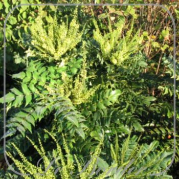 mahonia-media-winter-sun-576 Mahonia media 'Winter Sun'