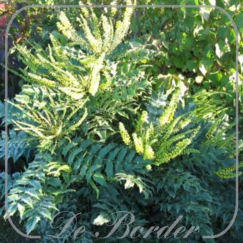 mahonia-media-winter-sun-900 Mahonia media 'Winter Sun'