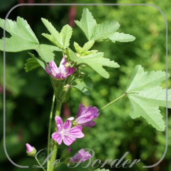 Malva sylvestris