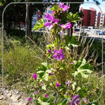 malva-sylvestris-486 Malva sylvestris