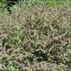 Mentha longifolia 'Buddleia'