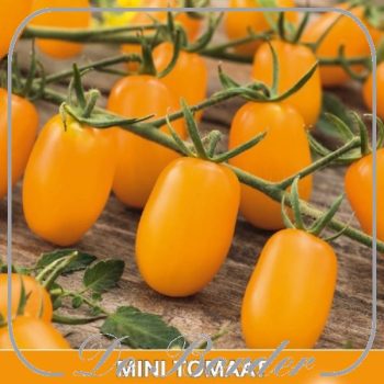 Mini-Tomaat Datlo