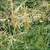Miscanthus sinensis 'Herman Mussel'