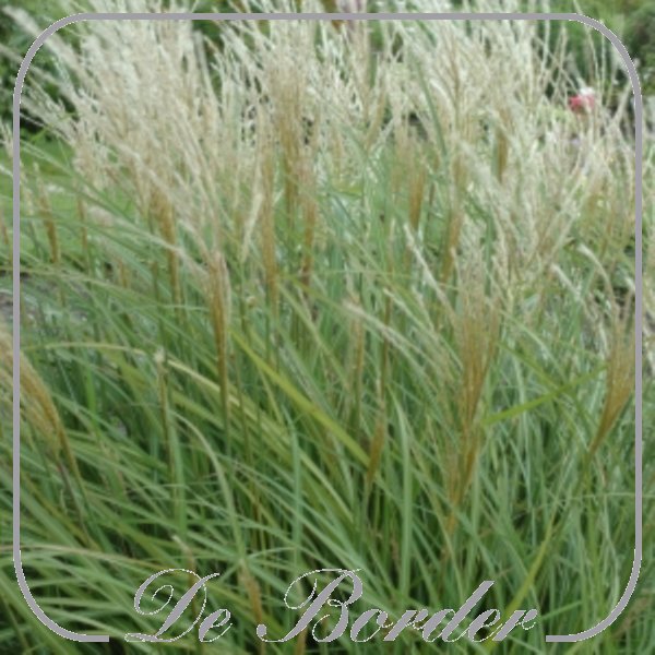Miscanthus sinensis 'Adagio'