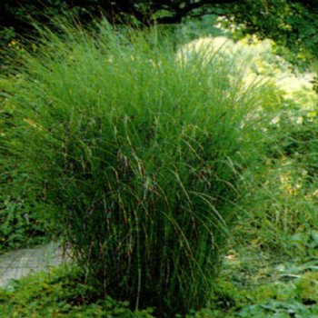 miscanthus-sinensis-graziella-xxx-290 Miscanthus sinensis 'Graziella' xxx