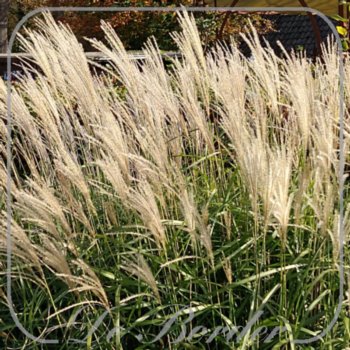 miscanthus-sinensis-sioux-132 Miscanthus sinensis 'Sioux'