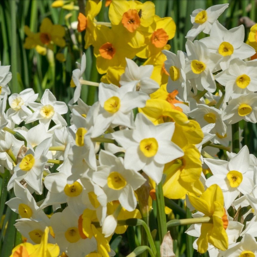 mnu-bloembollen Plantengids De Border 2026