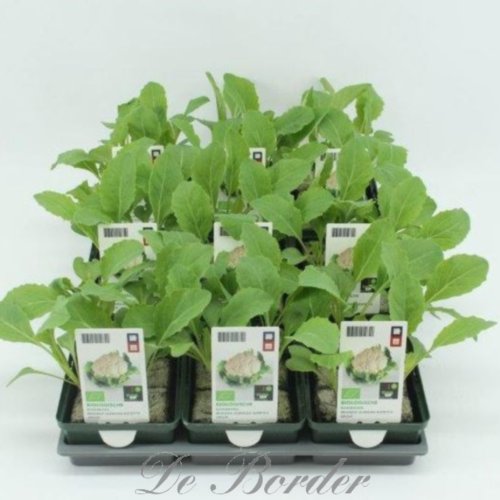 Agastache Astello Indigo