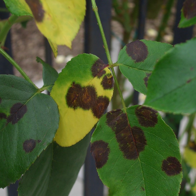 Plantengids De Border 2024/2025