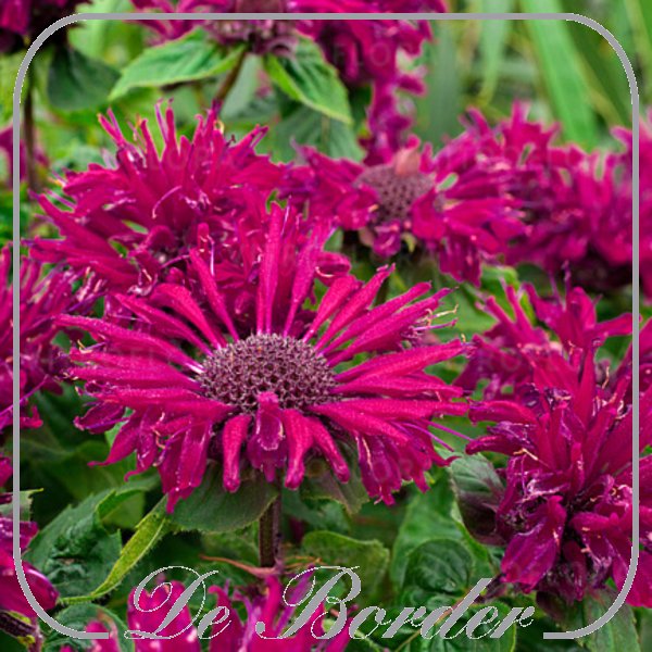 monarda-bee-true-200 Monarda 'Bee-True'