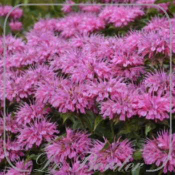 Monarda 'Berry Taffy'