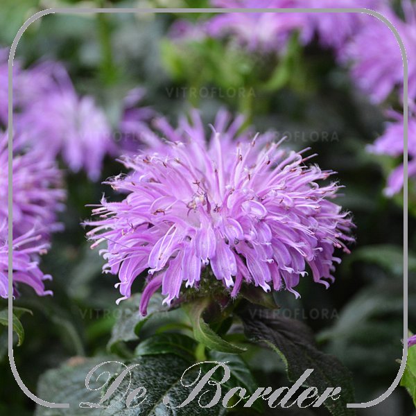 monarda-blue-moon-243 Monarda 'Blue Moon'