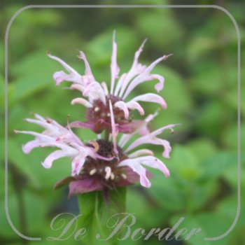 Monarda 'Oudolf's Charm' --