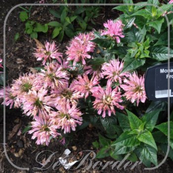 monarda-pink-frosting-106 Monarda 'Pink Frosting'