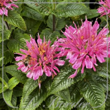 monarda-pink-frosting-344 Monarda 'Pink Frosting'
