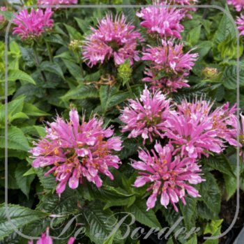 Monarda 'Pink Frosting'