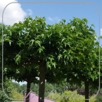 Morus alba 'Fruitless'