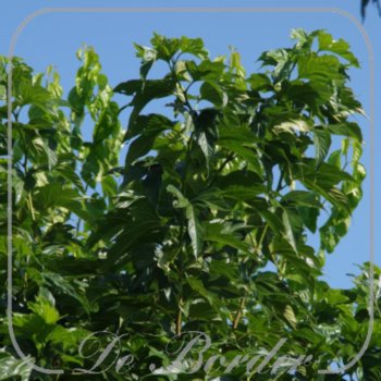 Morus alba 'Fruitless'