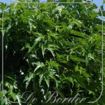 Morus alba 'Fruitless'