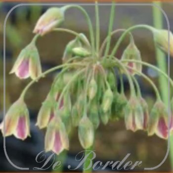 Nectaroscordum bulgaricum --