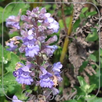 Nepeta 'Blue Dragon'