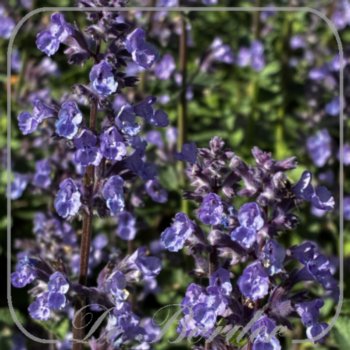 Nepeta 'Cat's Pajamas'