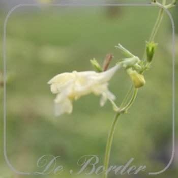 Nepeta govaniana