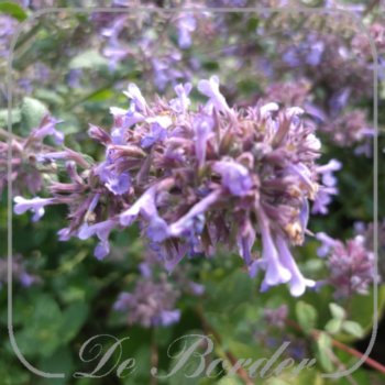 Nepeta grandiflora 'Bramdean'