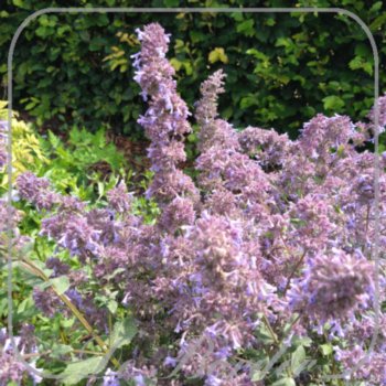 Nepeta grandiflora 'Bramdean'