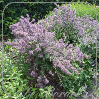 Nepeta grandiflora 'Bramdean'