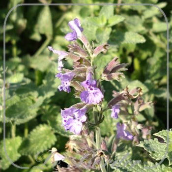 nepeta-junior-walker-079 Nepeta 'Junior Walker'