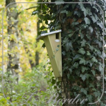 nestkast-boomkruiper-851.jpg Nestkast Boomkruiper