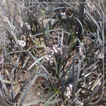 Ophiopogon planiscapus 'Black Dragon'